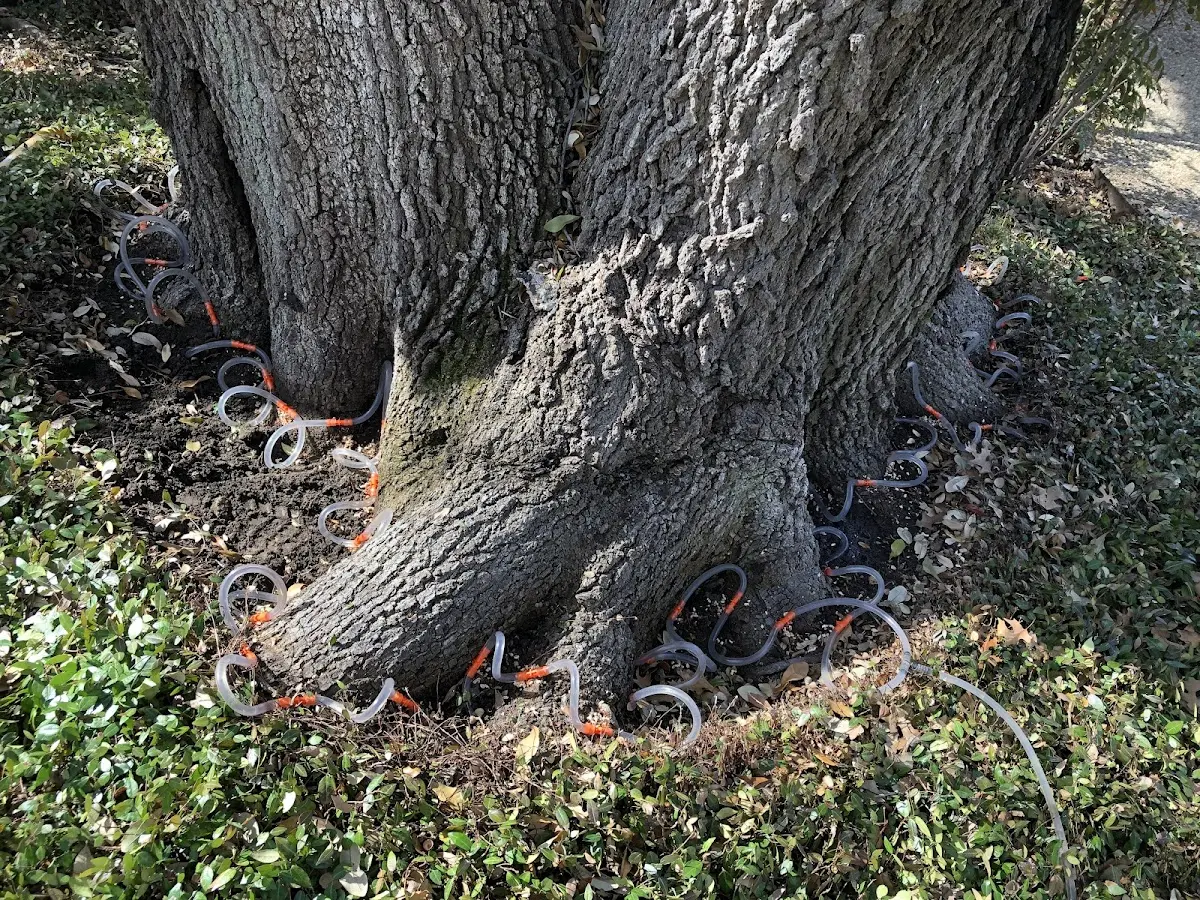 Detailed Tree Cabling and Bracing job site in Mc Nabb