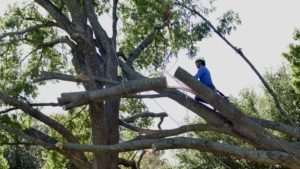 Professional Crown Thinning performed by certified arborists in Mc Nabb